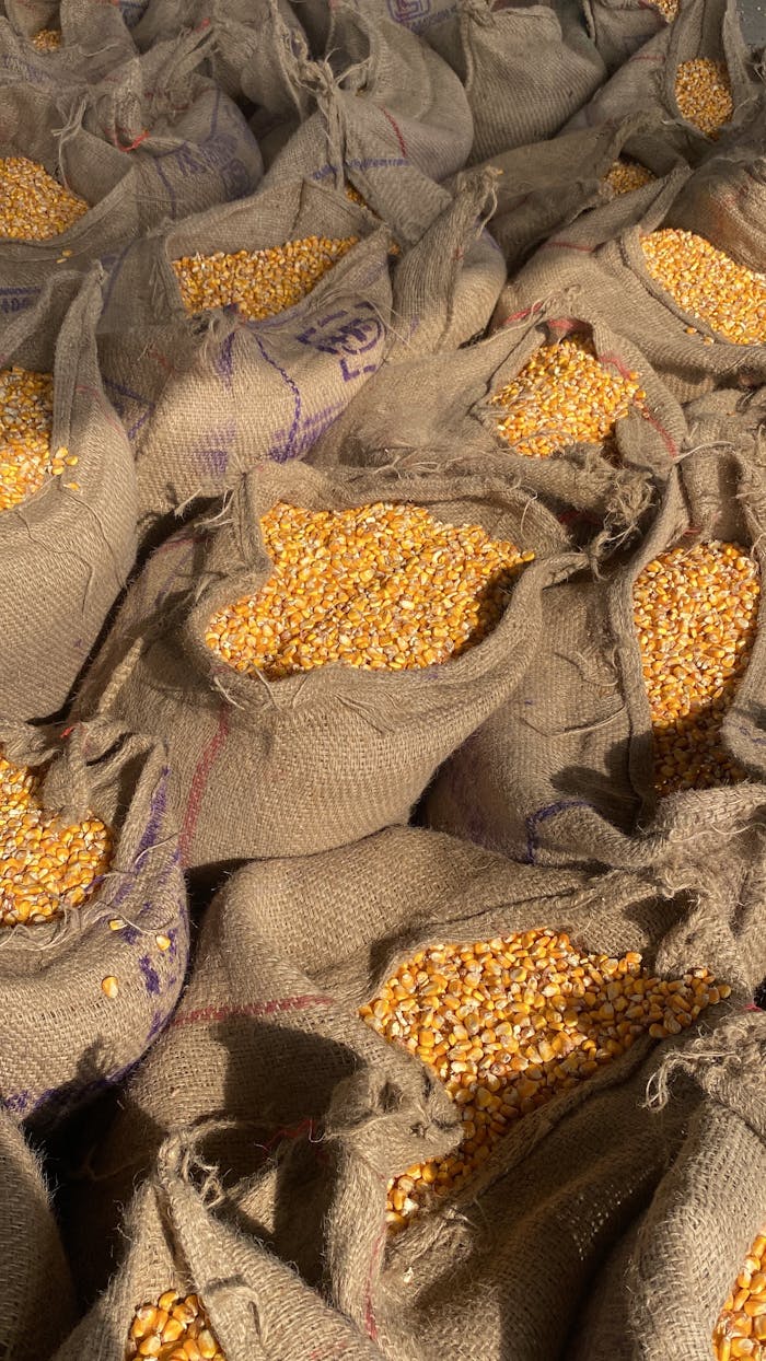 portfolio-02 Fresh maize kernels packed in burlap sacks, captured in Kurukshetra, India.