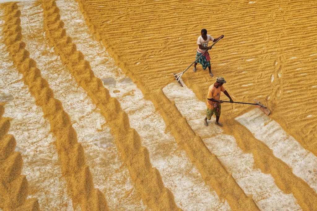 neumte grain